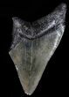 Partial, Serrated, Megalodon Tooth - Georgia #56722-1